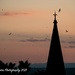 swifts at sunset 1 by nigelrogers