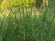 20th Jul 2021 - Pampas grass...