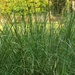 Pampas grass... by marlboromaam