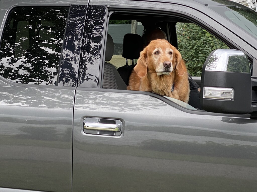 Dog in a Car by joansmor