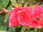 19th Jul 2021 - Flowers with Raindrops