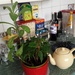 A Calendula and Ponsettia plant. by grace55