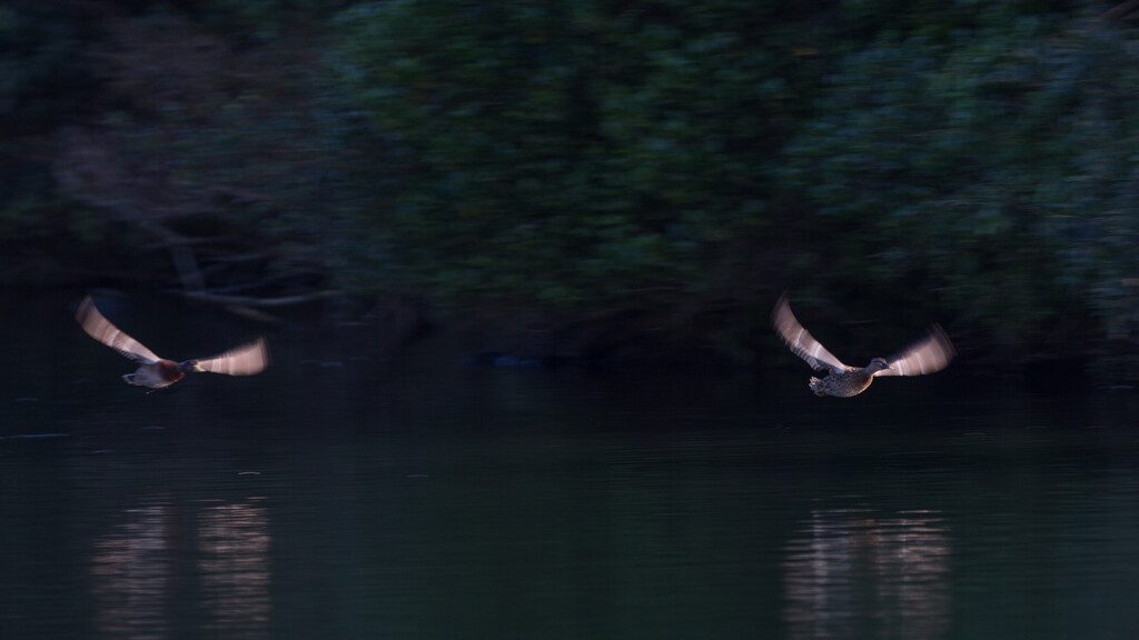 Synchronized flying of Mallard Ducks  by creative_shots