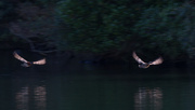 5th Jul 2021 - Synchronized flying of Mallard Ducks 