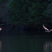 Synchronized flying of Mallard Ducks  by creative_shots