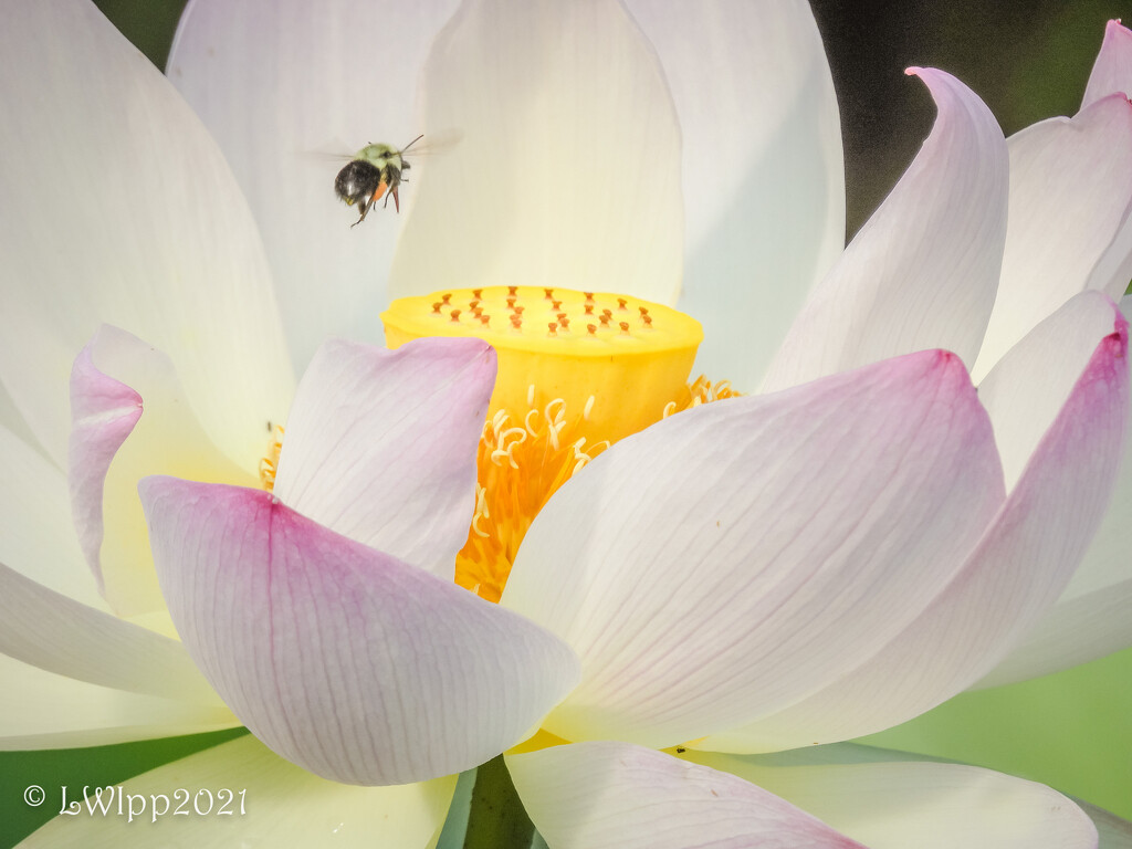 The Lotus And The Bee  by lesip
