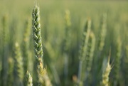 20th Jul 2021 - Wheat