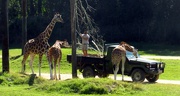 17th Jul 2021 - Aust Zoo #3 - can we help?