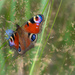 The peacock butterfly by haskar
