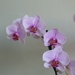 Orchid  by g3xbm