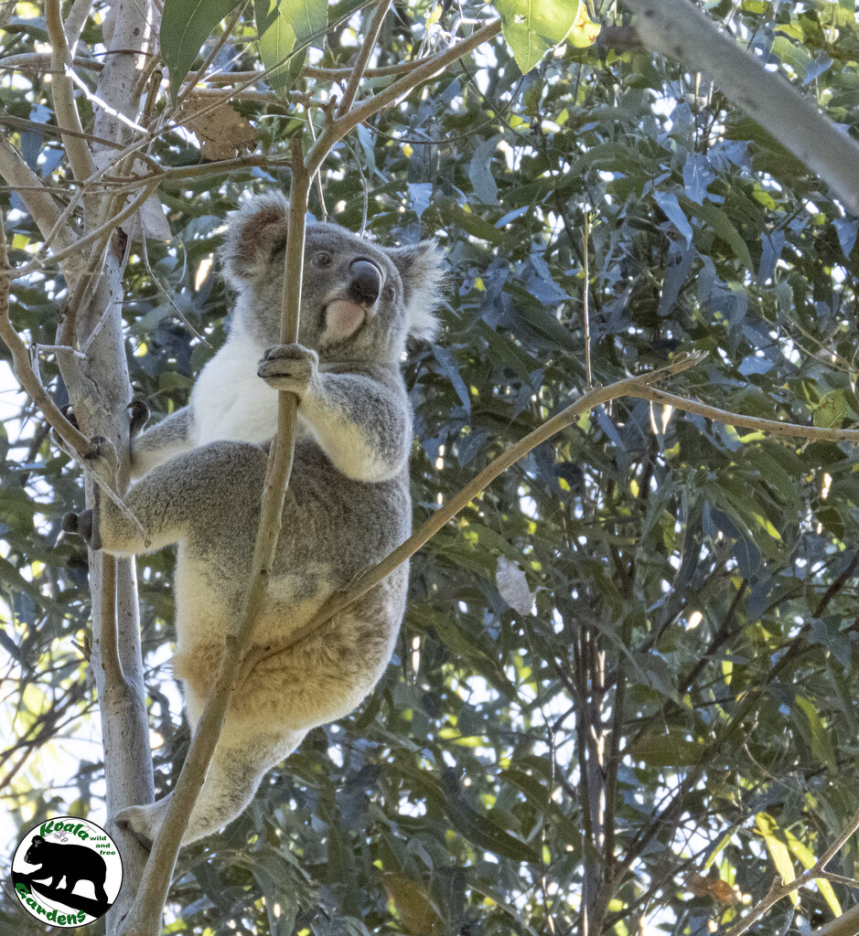one more Matilda by koalagardens