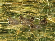 18th Jul 2021 - Tufted Duck, Ducklings