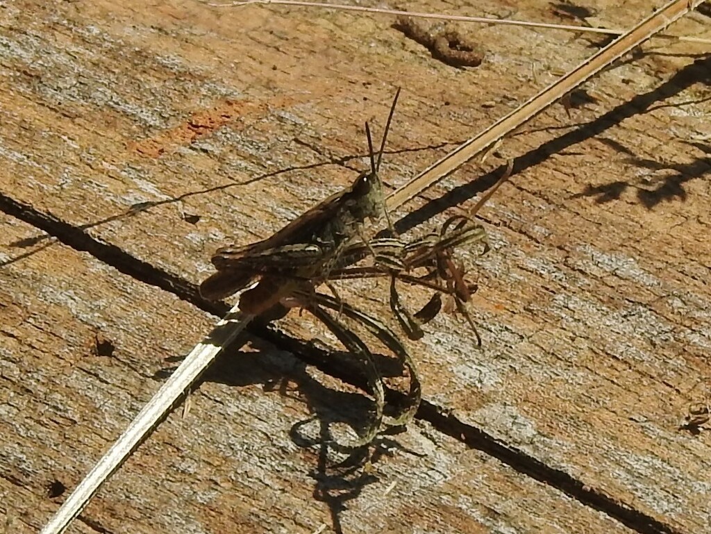 Brown Grasshopper by oldjosh