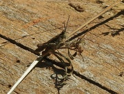 17th Jul 2021 - Brown Grasshopper