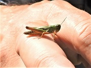 17th Jul 2021 - Green Grasshopper