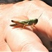 Green Grasshopper by oldjosh