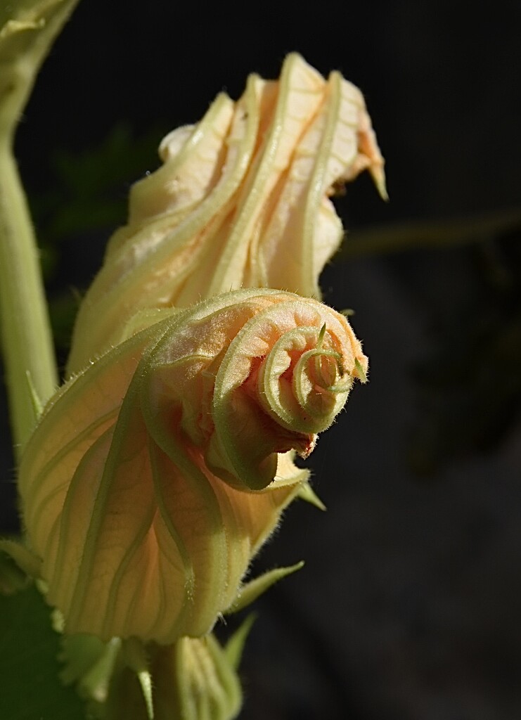 Courgette flower by wakelys