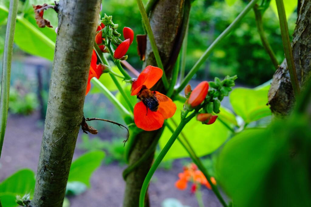 Bee meets Bean by allsop