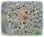 20th Jul 2021 - Allium,Bursting Seeds