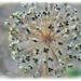 Allium,Bursting Seeds by carolmw