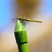 Dragonfly by davemockford