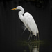 Great Egret Posing by mikegifford