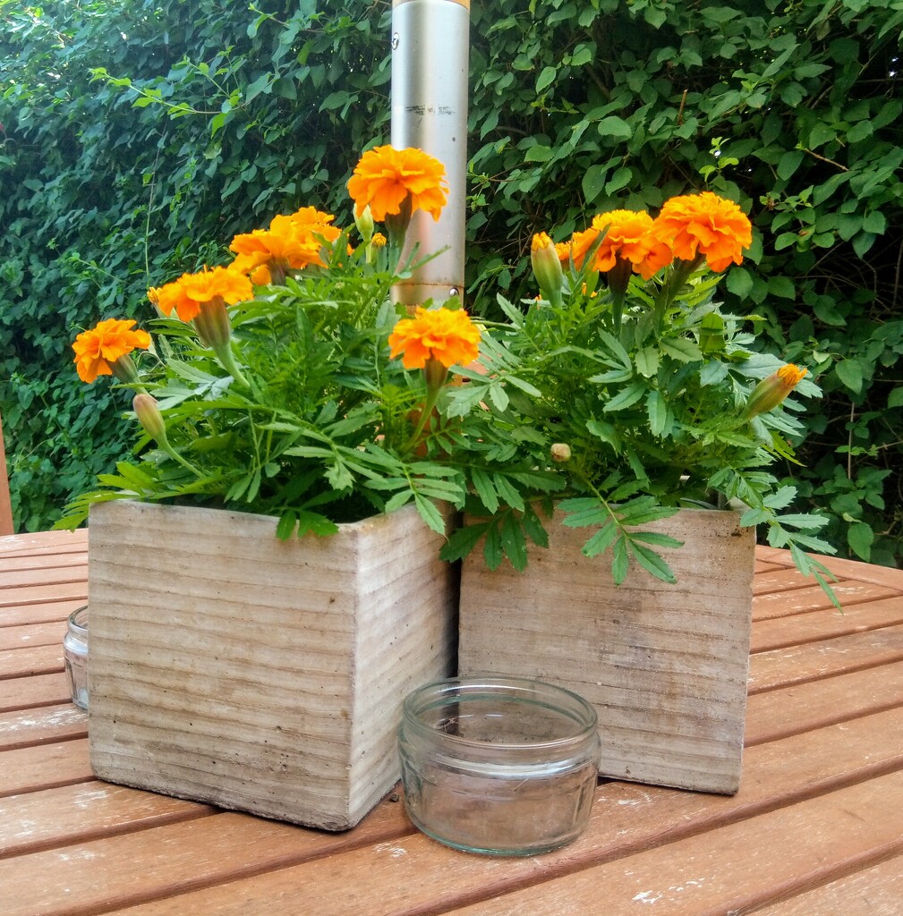 Summer .. Marigolds by 365projectorgjoworboys