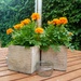 Summer .. Marigolds by 365projectorgjoworboys