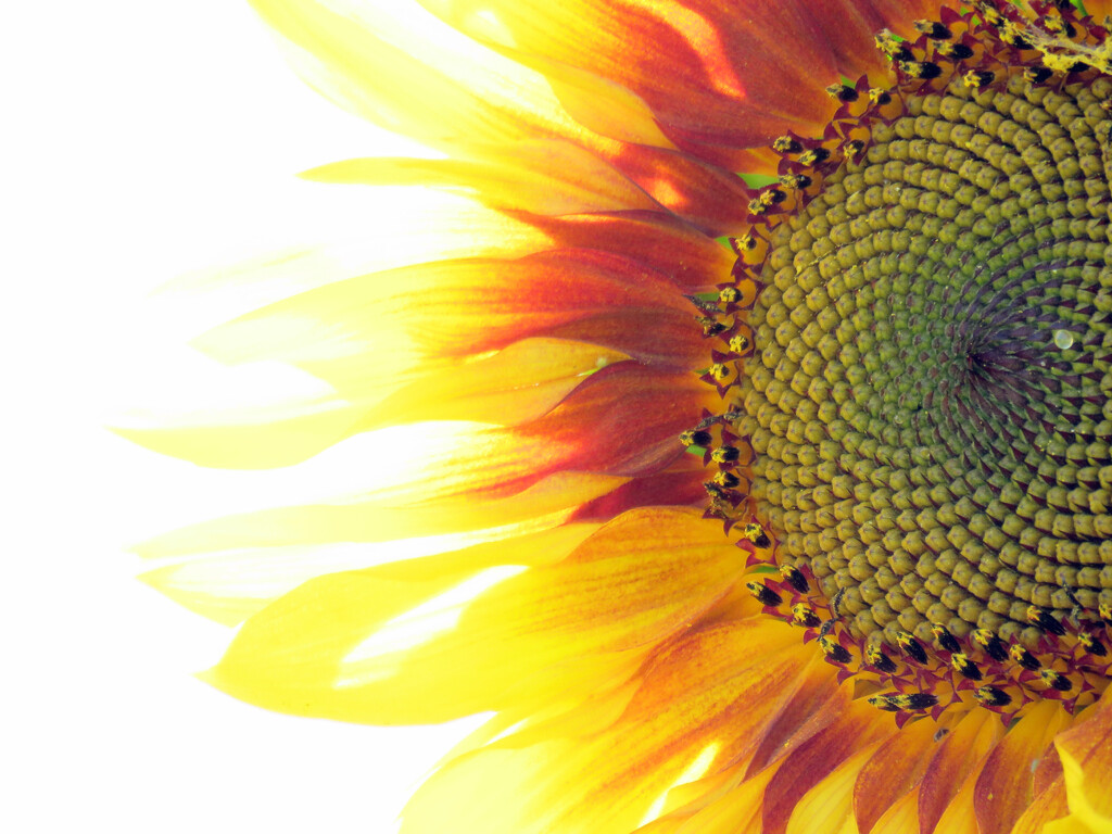 High-Key Sunflower by seattlite
