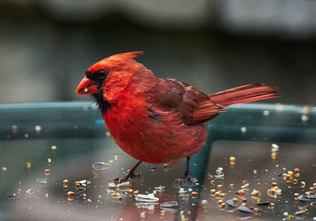 Table Top Cardinal by gardencat