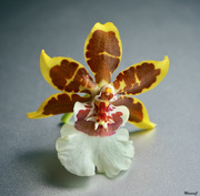 20th Jul 2021 - Oncidium flower