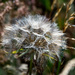 Just a seed head by stevejacob
