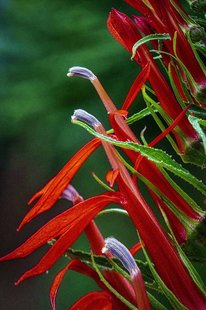 Cardinal Flower by k9photo