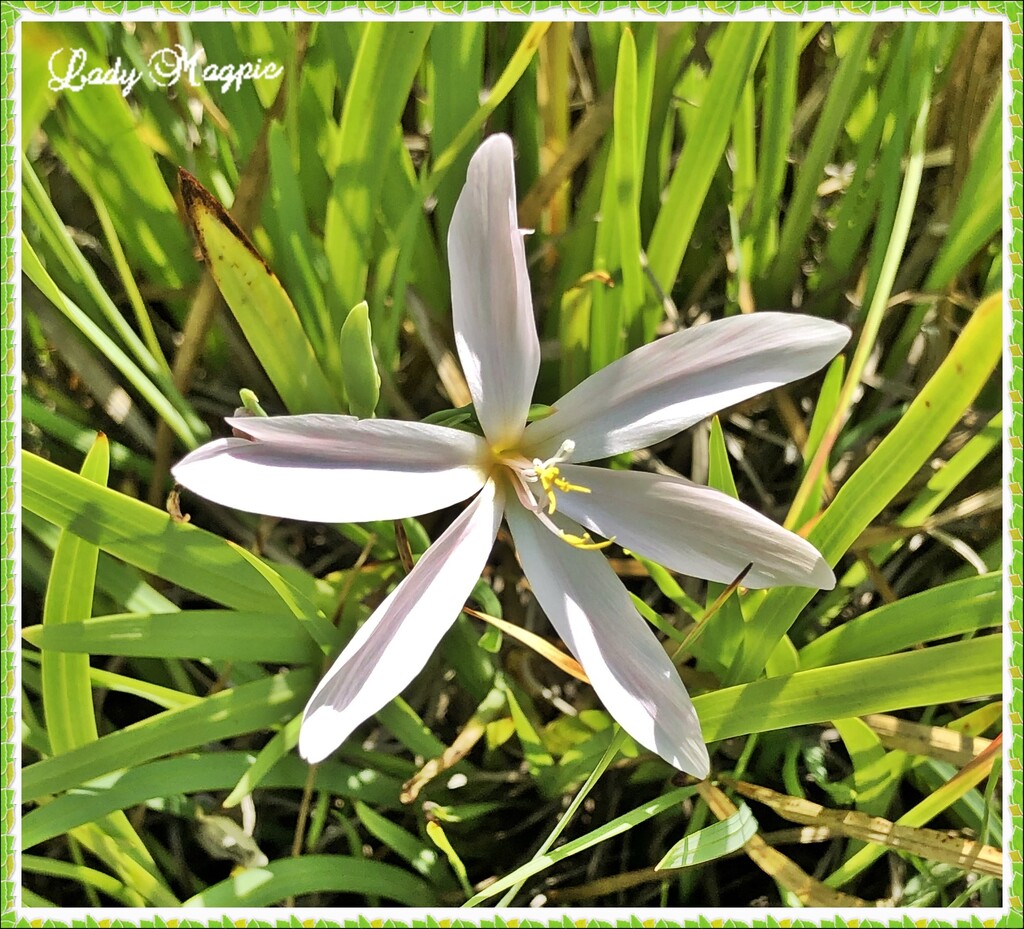 My first Kaffir Lily Appears by ladymagpie