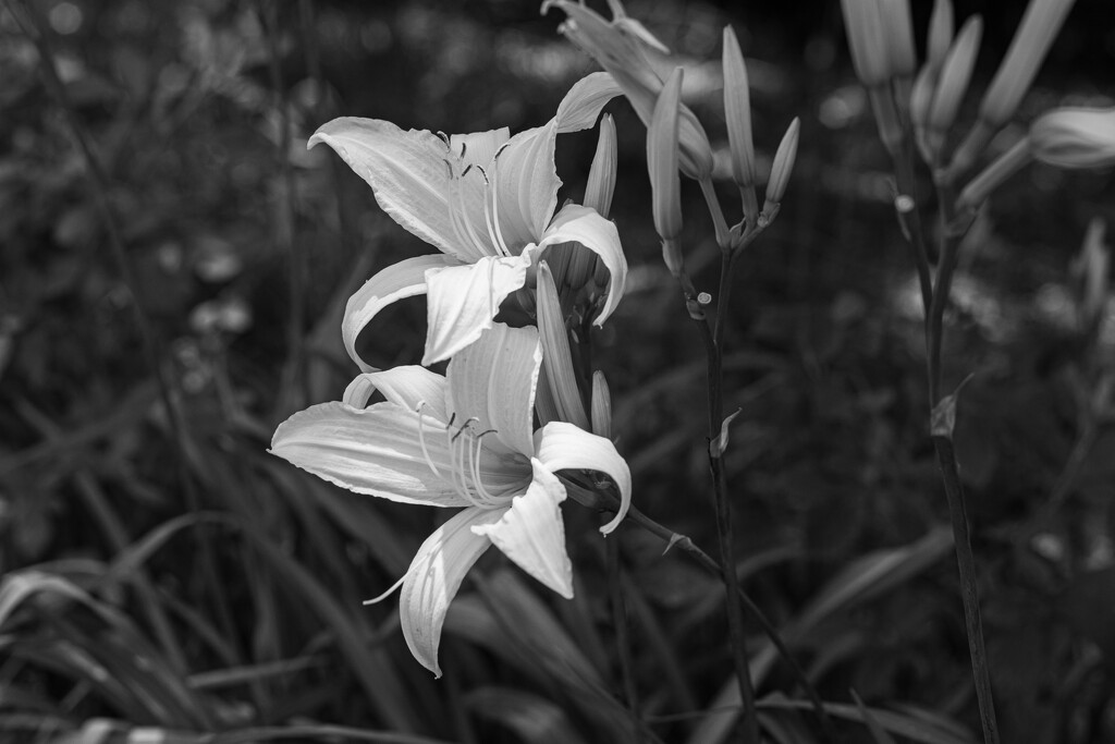 Daylillies in B&W... by thewatersphotos
