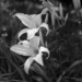 Daylillies in B&W... by thewatersphotos