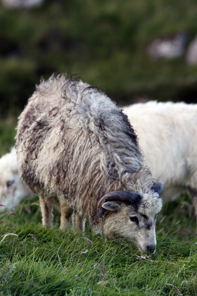Faroese sheep by okvalle