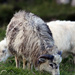 Faroese sheep by okvalle