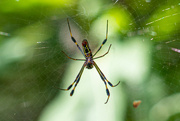 12th Jul 2021 - Spider in the Fig bush...
