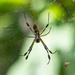 Spider in the Fig bush... by thewatersphotos