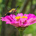 Bee on a Zinnia... by thewatersphotos