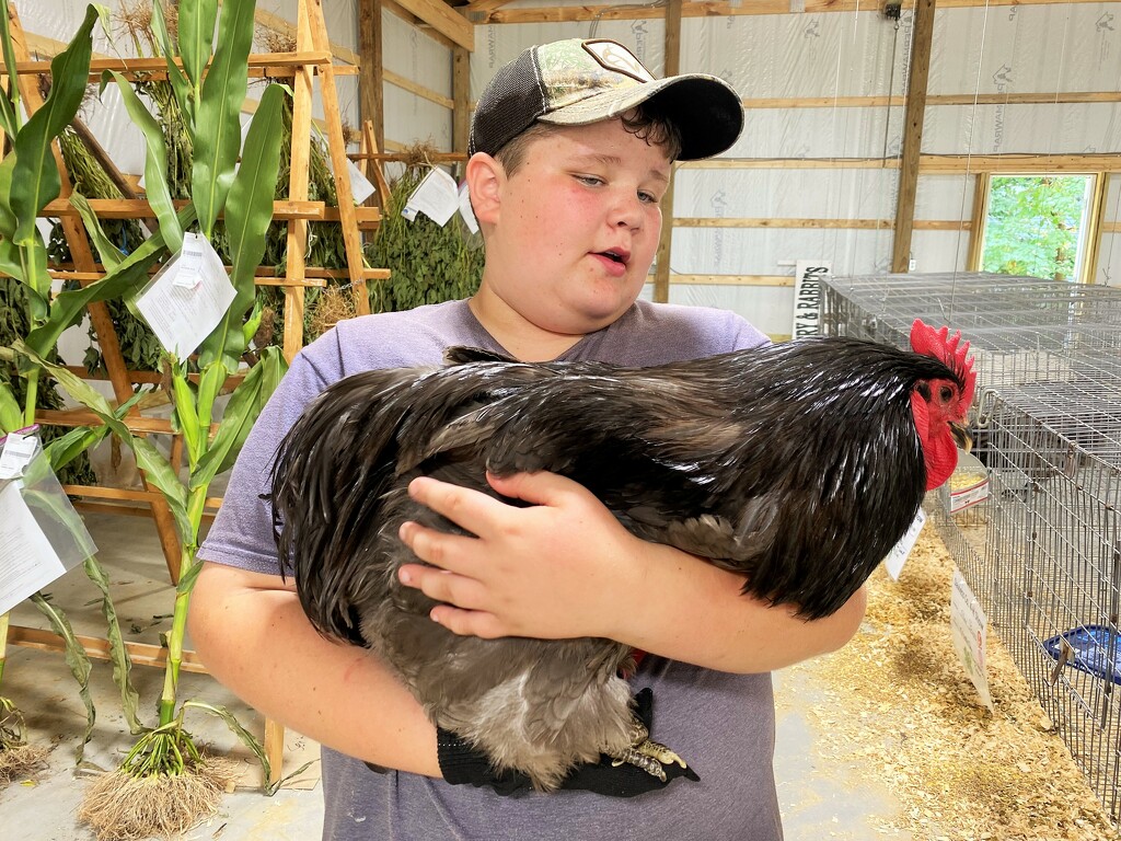 His 4H rooster by tunia