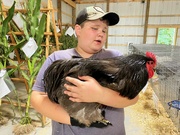 20th Jul 2021 - His 4H rooster