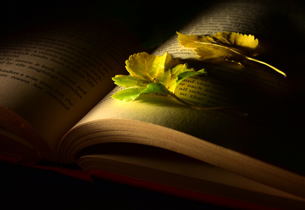Book Leaves by jayberg