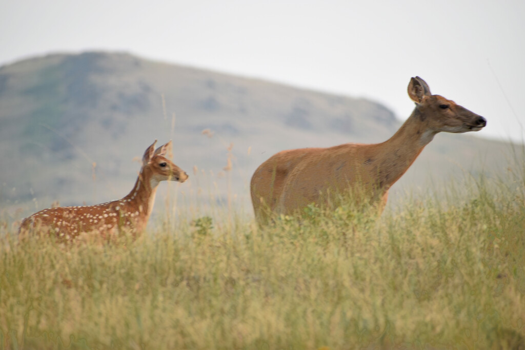 Whitetail Doe And Her Fawn by bjywamer