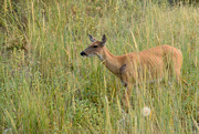 15th Jul 2021 - Another Whitetail Doe...