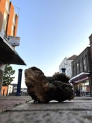 20th Jul 2021 - A lump of wood in the middle of the high street.