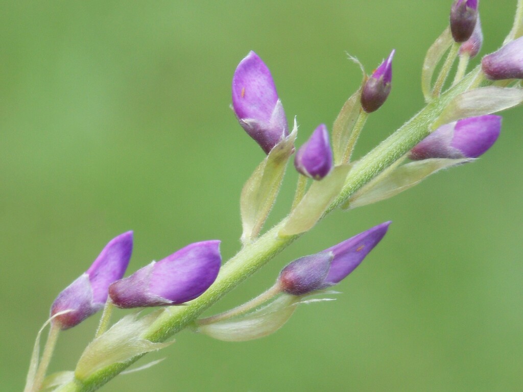 Purple buds... by marlboromaam