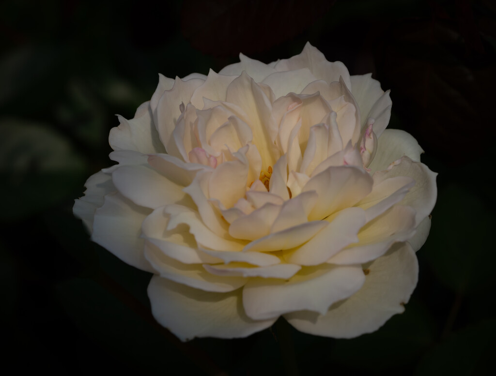 White Rose by cdonohoue