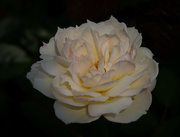 20th Jul 2021 - White Rose